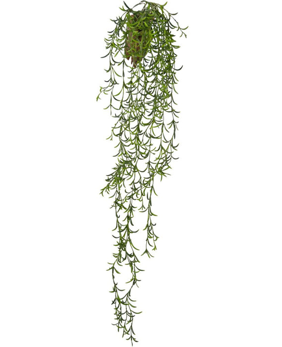 Senecio Peregrinus - Kunstig Faldende Plante