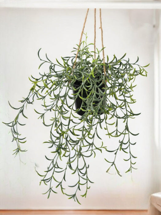 Senecio Peregrinus - Kunstig Faldende Plante