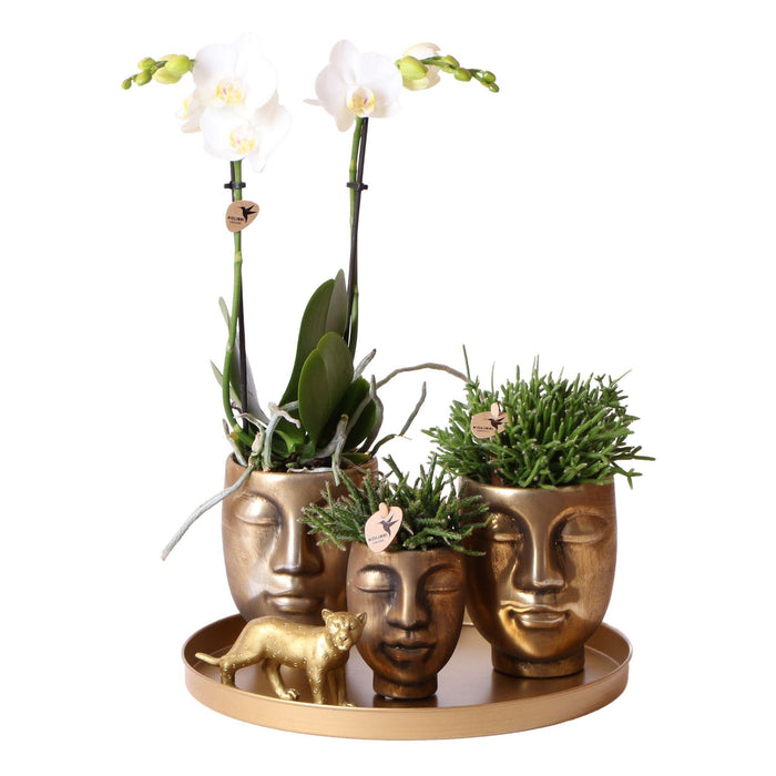 Orchid & Rhipsalis Gavesæt Med Gylden Jaguar Og Keramiske Potter