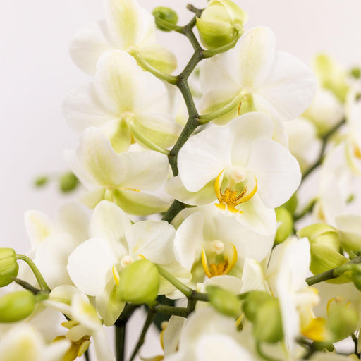 Sæt Med 3 Hvide Orkideer Og 3 Rhipsalis I En Bomuldskurv Med Vandbeholder