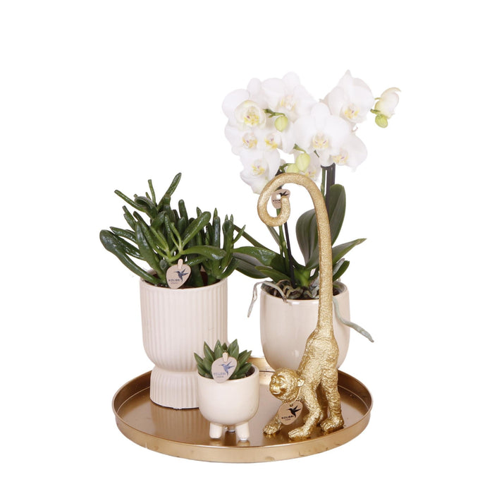 Sæt Hvid Orkidé Phalaenopsis Og Sukkulenter I Keramiske Potter
