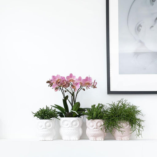 Sæt Hvid Phalaenopsis Orkidé Og Sukkulent Plante Med Potter