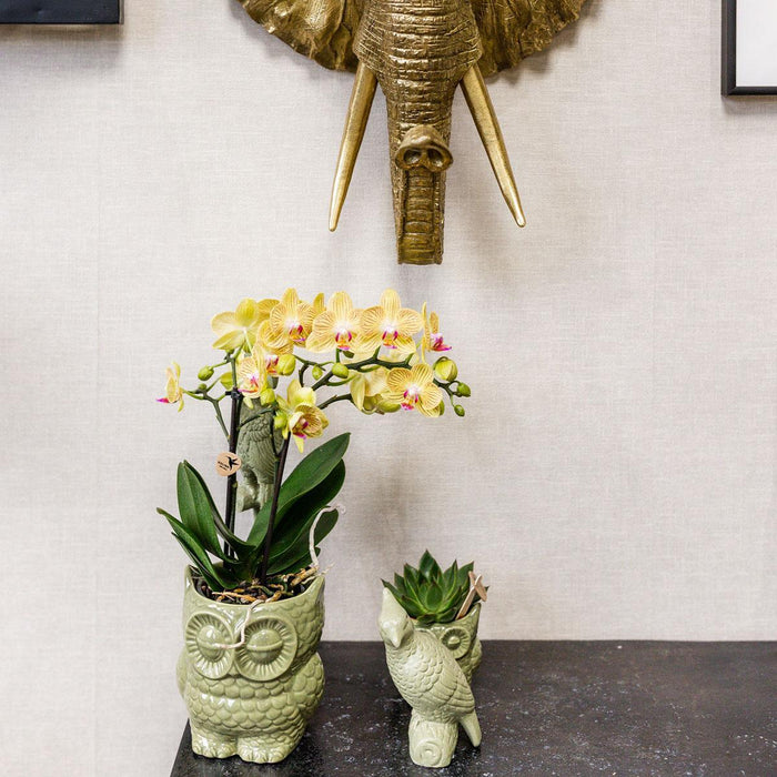 Ugle Plantesæt: Orchid Phalaenopsis & Sukkulent
