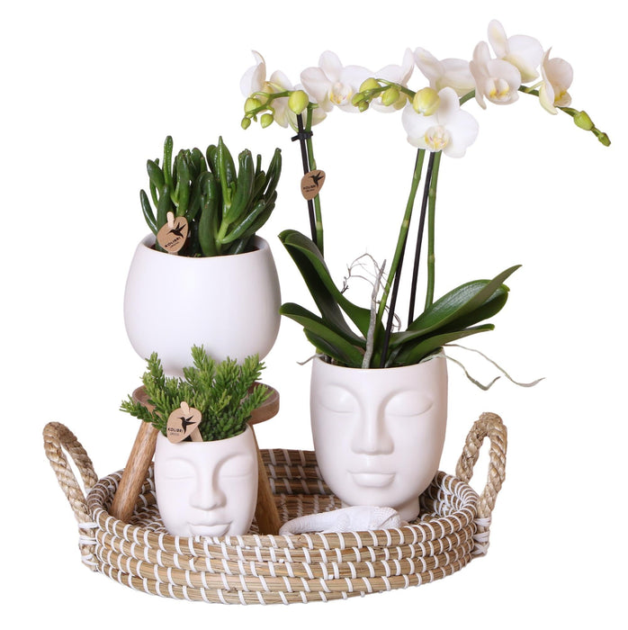 Face-2-Face Plantesæt Med Hvid Orkidé Phalaenopsis