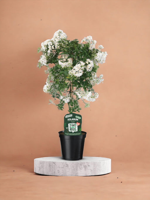 Solanum Jasminoiides Hvid