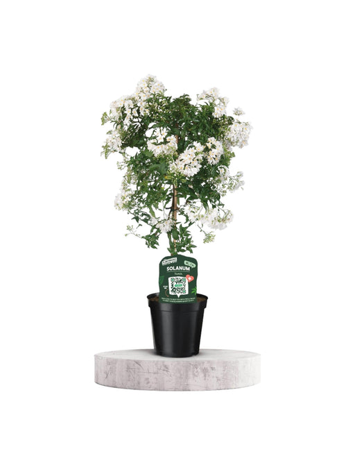 Solanum Jasminoiides Hvid