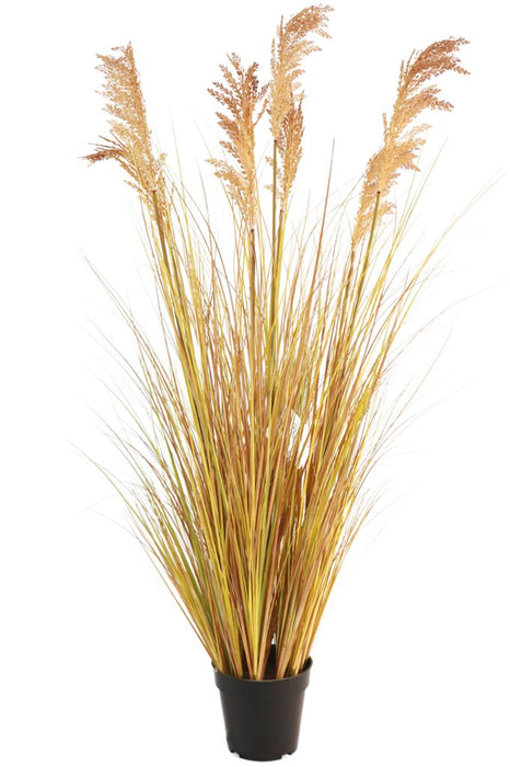 Sorghum - Kunstgræs