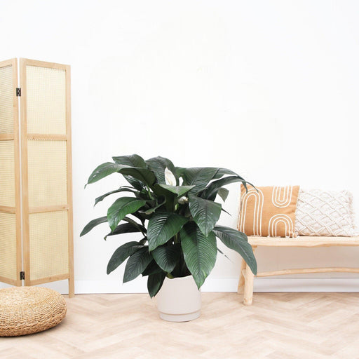 Spathiphyllum Fornemmelse