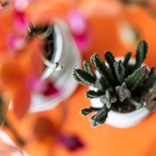 Stapelia | Unik Stueplante - Planteskolepotte Inkluderet