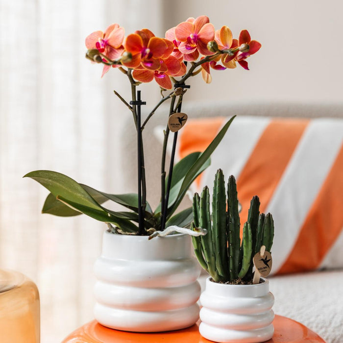 Stapelia | Unik Stueplante - Planteskolepotte Inkluderet