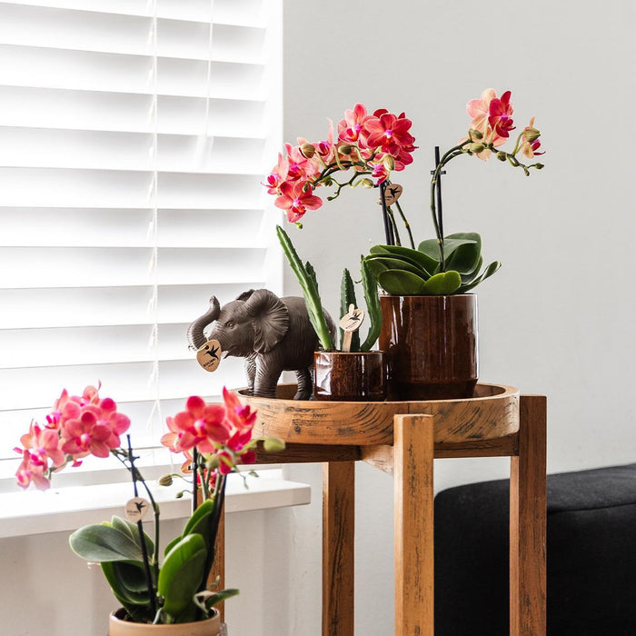 Stapelia | Unik Stueplante - Planteskolepotte Inkluderet