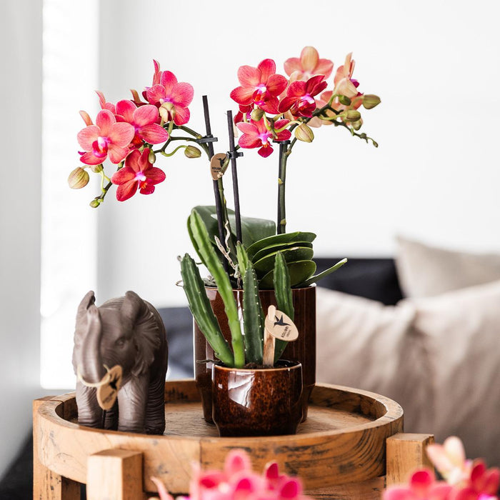 Stapelia | Unik Stueplante - Planteskolepotte Inkluderet