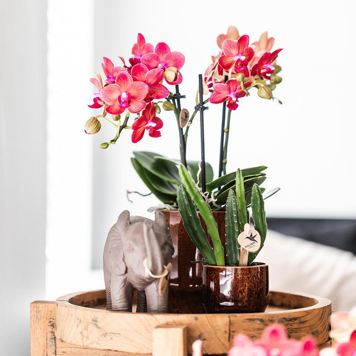 Stapelia | Unik Stueplante - Planteskolepotte Inkluderet