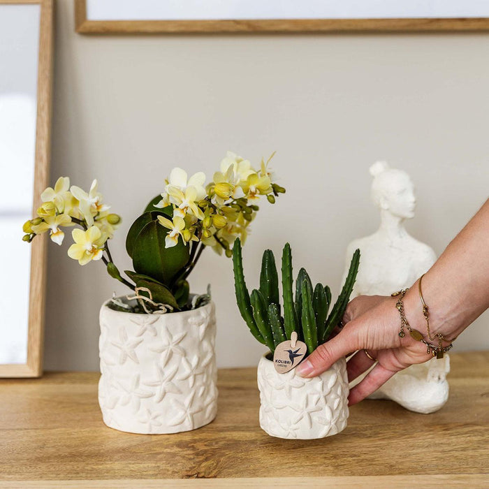 Stapelia | Unik Stueplante - Planteskolepotte Inkluderet