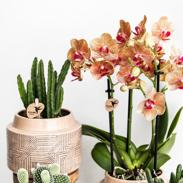 Stapelia - Indendørs Grøn Plante - Elegant Potte Inkluderet