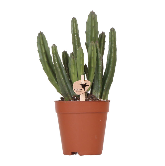 Stapelia - Indendørs Grøn Plante - Elegant Potte Inkluderet