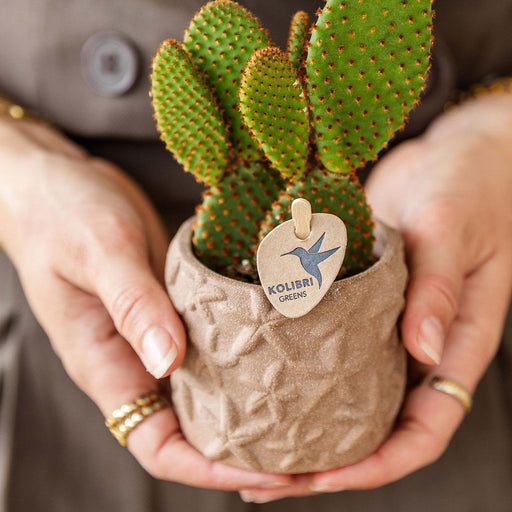 Stjernefisk - Brun Dekorativ Gryde