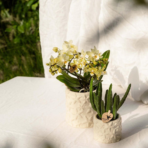 Stjernefisk Dekorativ Potte - Sand