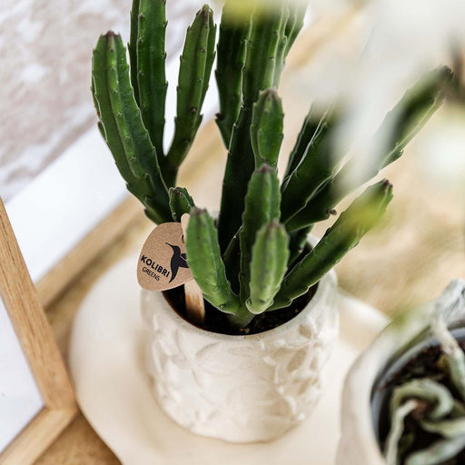 Stjernefisk - Dekorativ Gryde - Sand