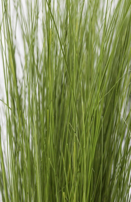 Stipa Tenuissima 'Hestehaler'