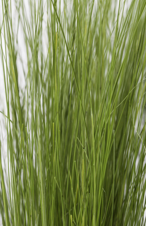 Stipa Tenuissima 'Hestehaler'