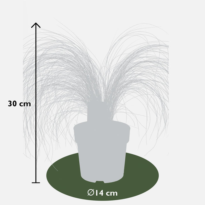 Stipa Tenuissima 'Hestehaler'