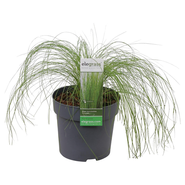 Stipa Tenuissima 'Hestehaler'