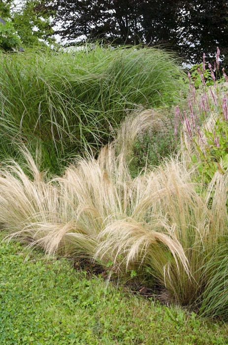 Stipa Tenuissima 'Hestehaler'