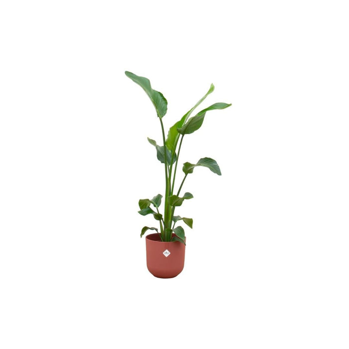 Strelitzia Nicolai 100Cm Og Dens Gryde