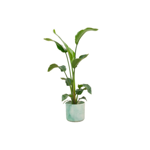 Strelitzia Nicolai 100Cm Og Dens Gryde