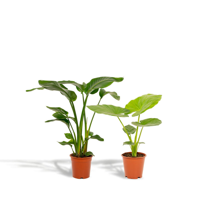 Strelitzia Nicolai, Alocasia Macrorrhiza - Sæt Med 2