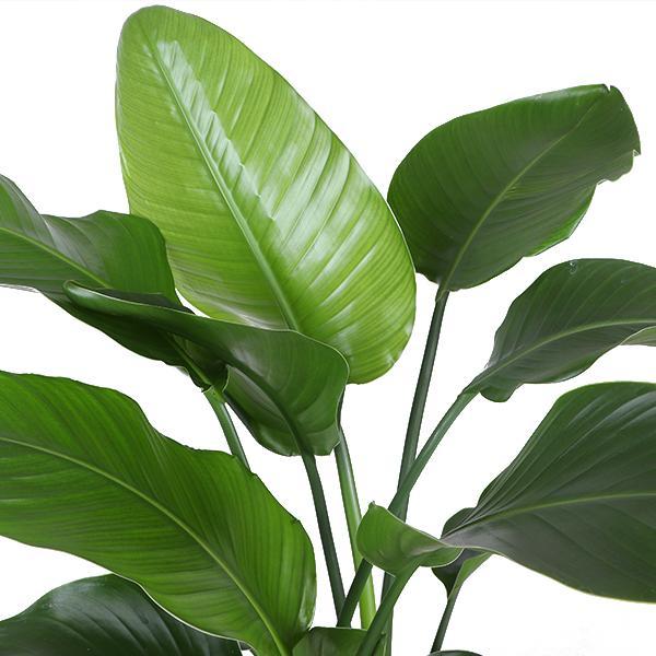 Strelitzia Nicolai Og Dens Gryde