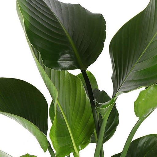 Strelitzia Nicolai Og Dens Gryde