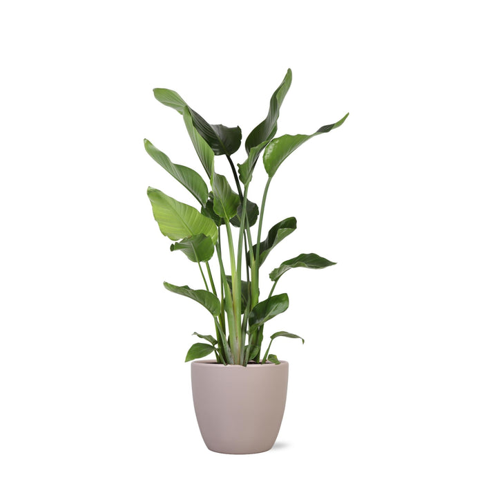 Strelitzia Nicolai Og Dens Gryde
