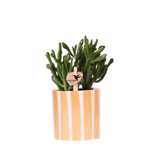 Sukkulent Crassula Hobbit + Pot Malet Stripe Orange
