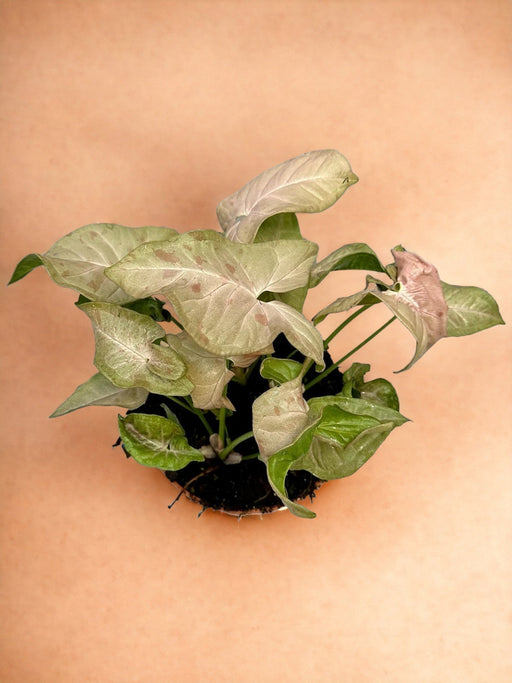 Syngonium Pink Plet