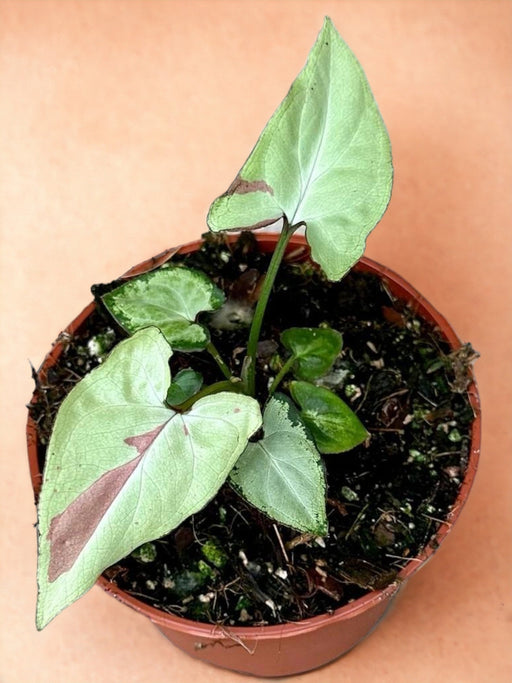 Syngonium Jordbærmælk