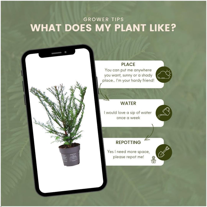 Taxus Baccata - Sæt Med 6