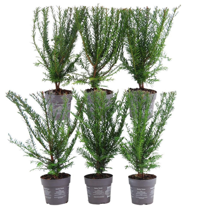 Taxus Baccata - Sæt Med 6