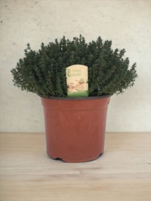 Thymus Faustini 18 - Ø18Cm - ↕45Cm