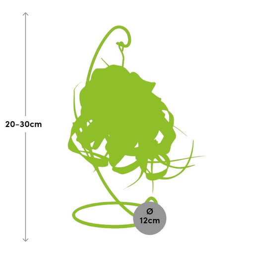 Tillandsia King Xero