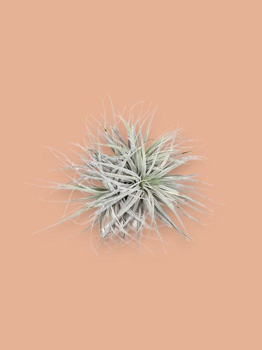 Tillandsia - Den Excentriske