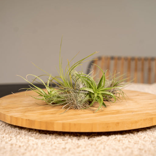 Tillandsia - Sæt Med 20 Planter - Gaveæske