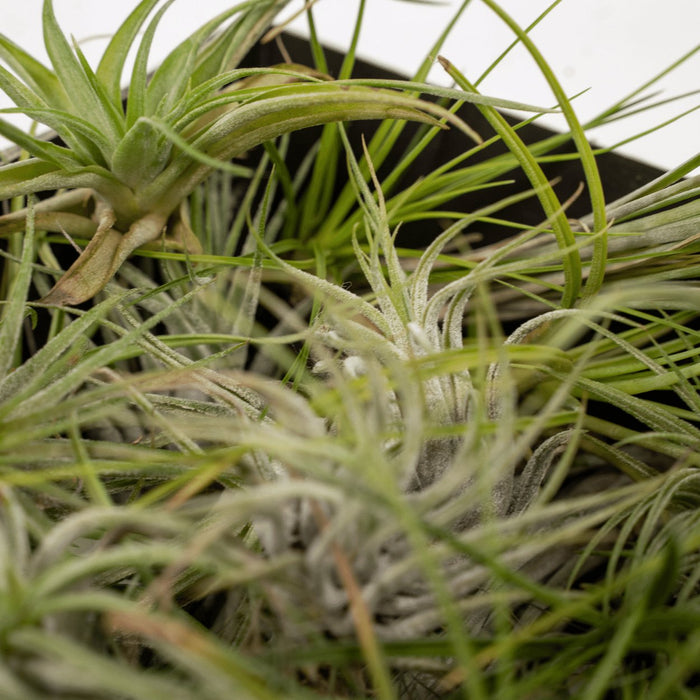 Tillandsia - Sæt Med 20 Planter - Gaveæske