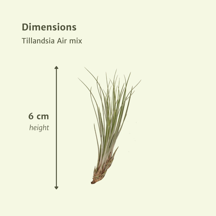 Tillandsia - Sæt Med 20 Planter - Gaveæske
