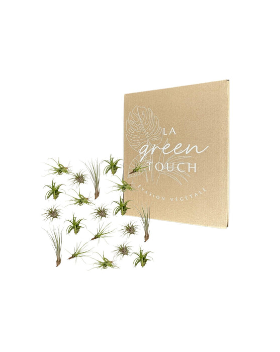 Tillandsia - Sæt Med 20 Planter - Gaveæske