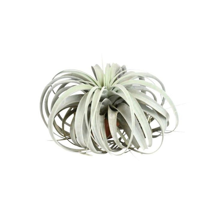 Tillandsia Xerographica