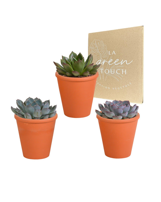 Trio Of Echeveria Og Deres Terracotta Plantepotter H15Cm