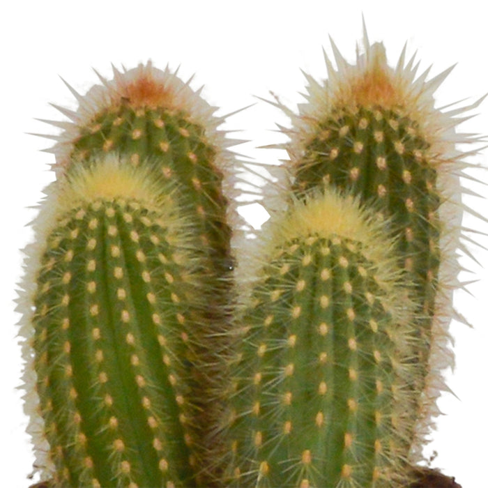 Trio Af Kaktusser Og Deres Plantepotter H23Cm