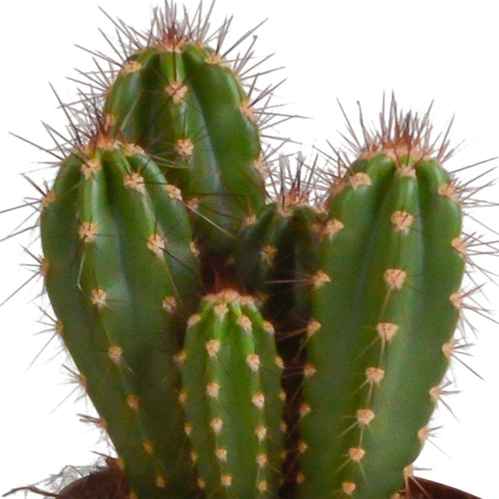 Trio Af Kaktusser Og Deres Plantepotter H23Cm